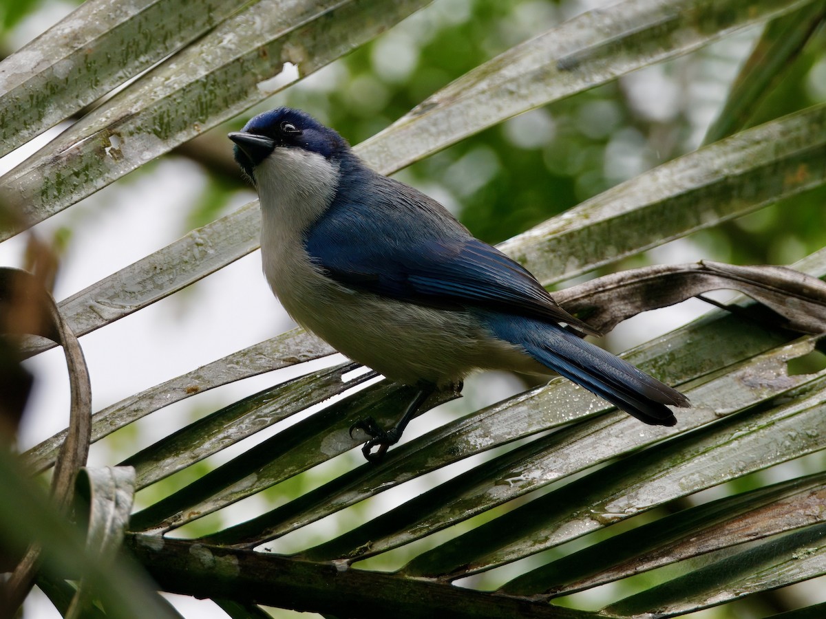 Madagascar Blue Vanga - ML639557349