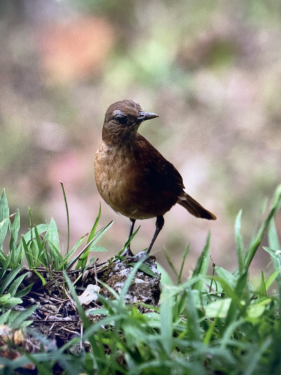 Cocoa Thrush - ML639557480