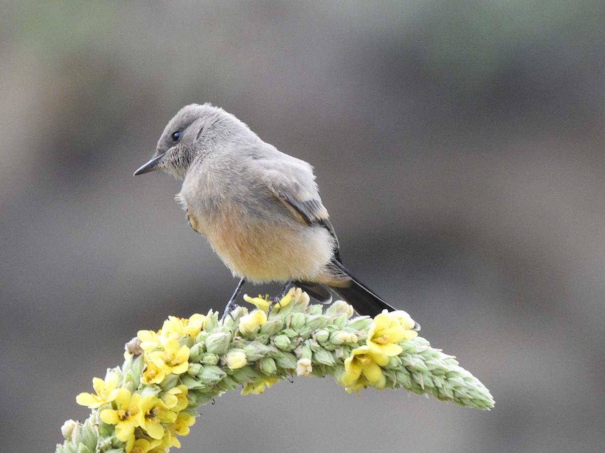 Say's Phoebe - ML639557487