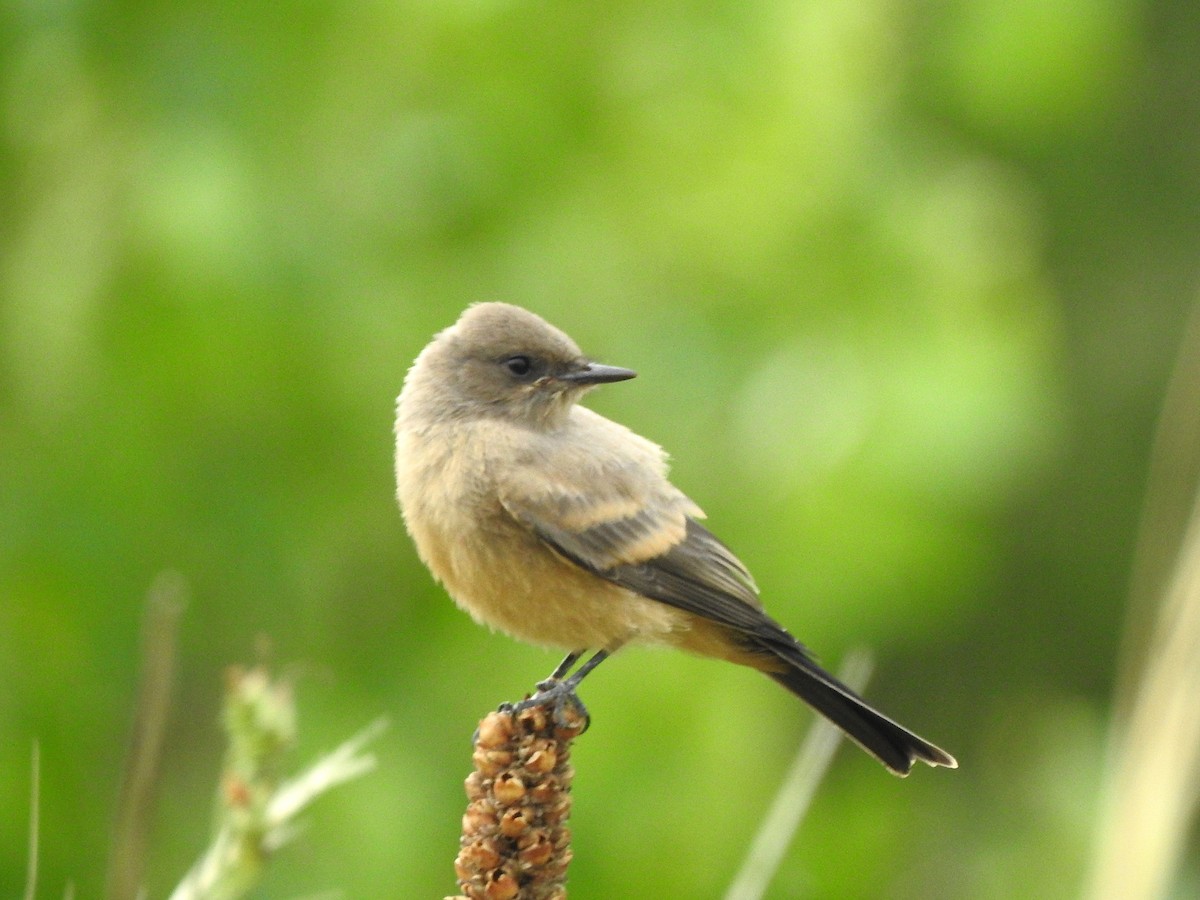 Say's Phoebe - ML639557491