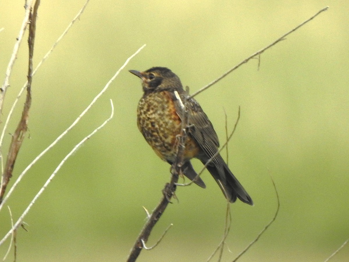 American Robin - ML639557503