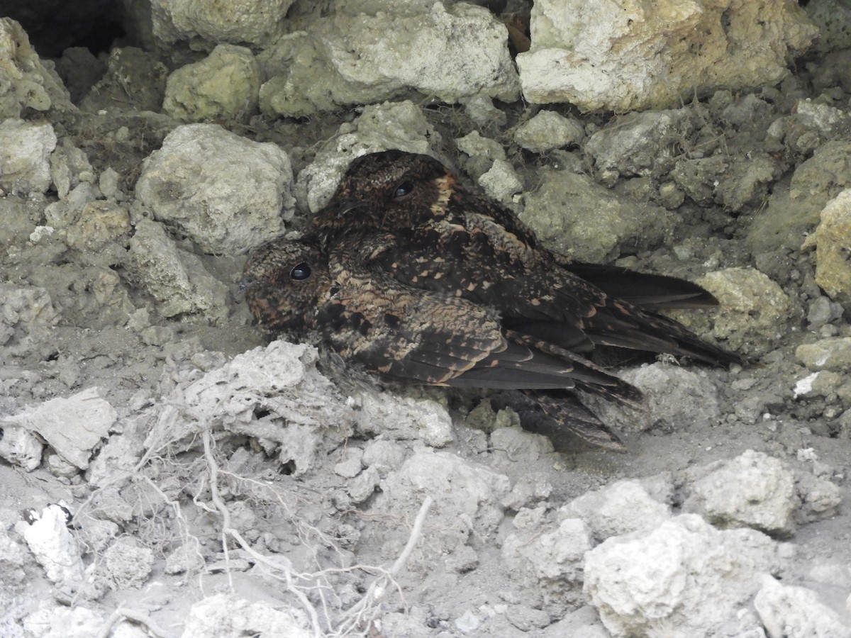 Lyre-tailed Nightjar - ML639557531