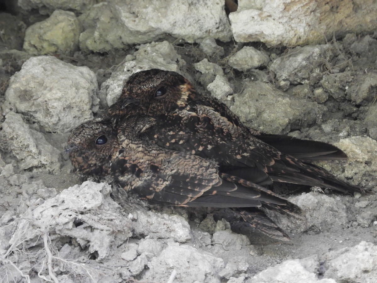 Lyre-tailed Nightjar - ML639557532