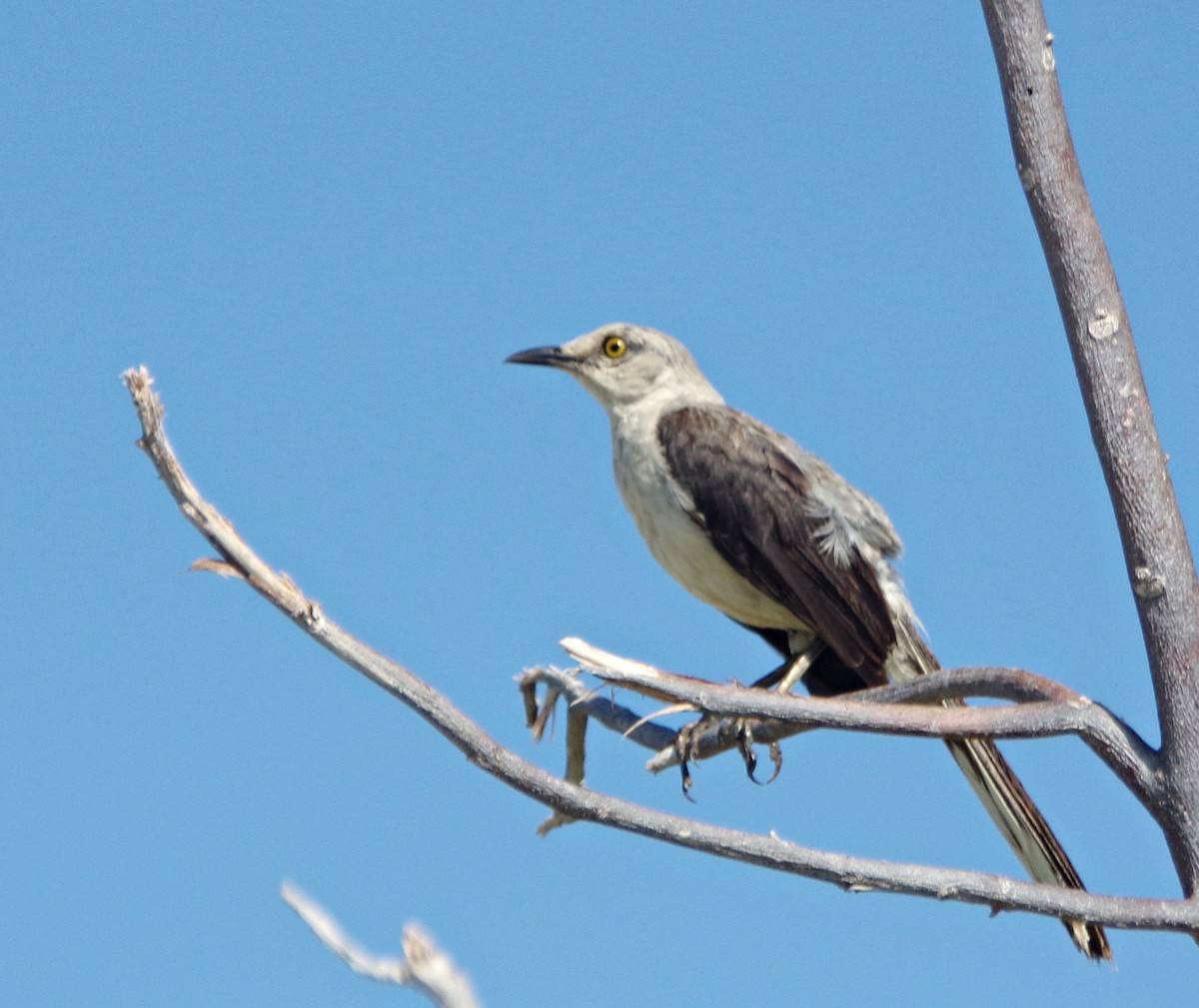 Tropical Mockingbird - ML639557628
