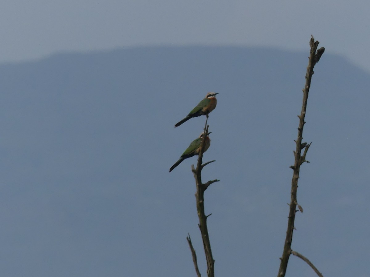 White-fronted Bee-eater - ML639557629