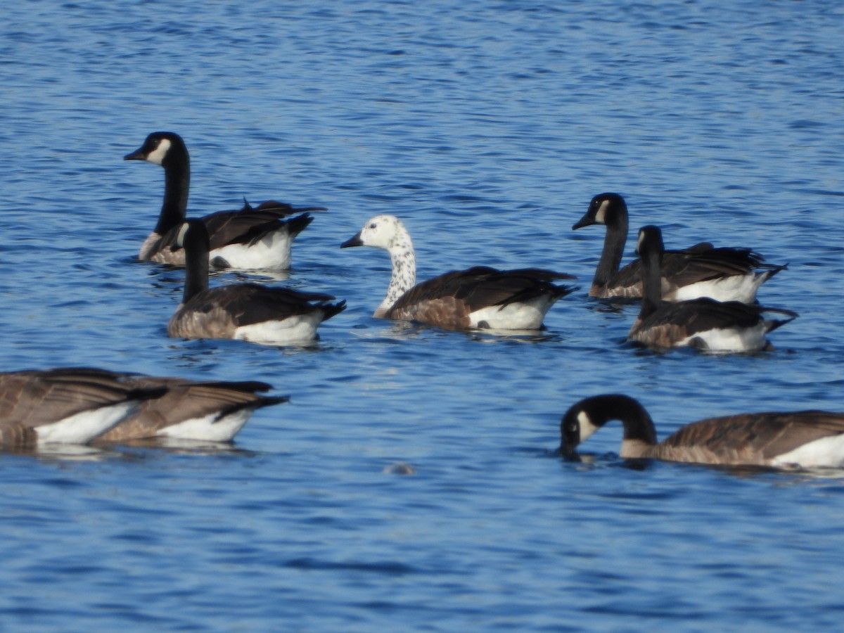 Snow x Canada Goose (hybrid) - ML639557651