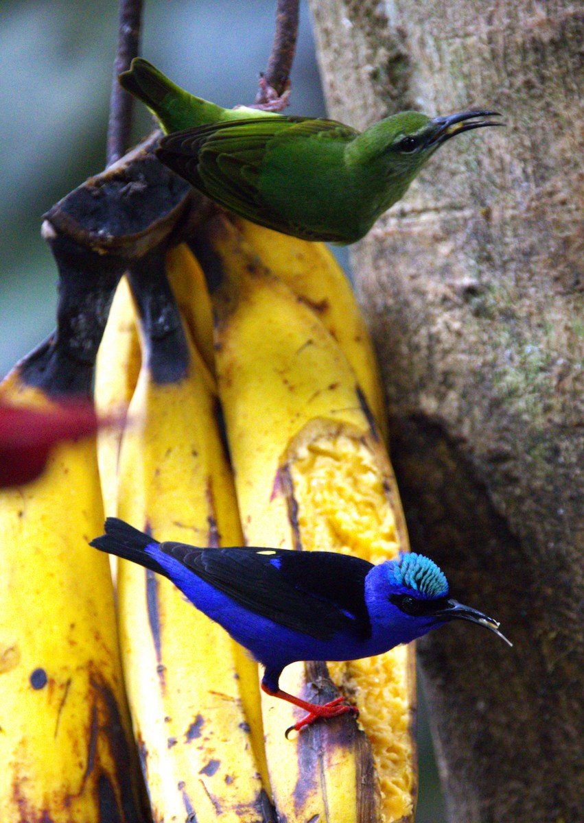Red-legged Honeycreeper - ML639557721