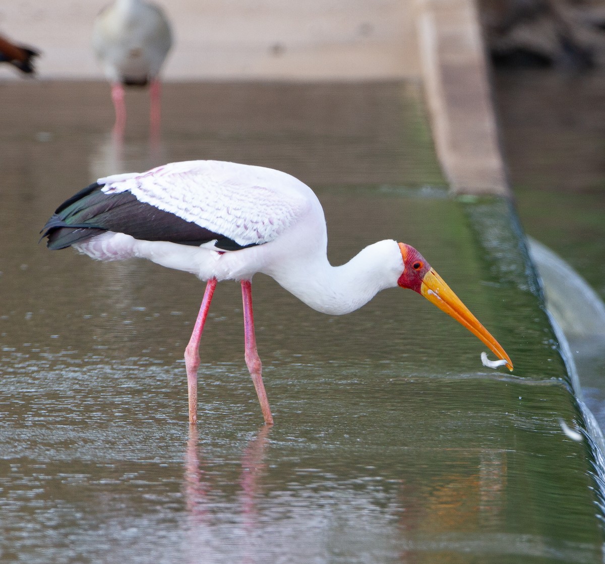 Yellow-billed Stork - ML639557723