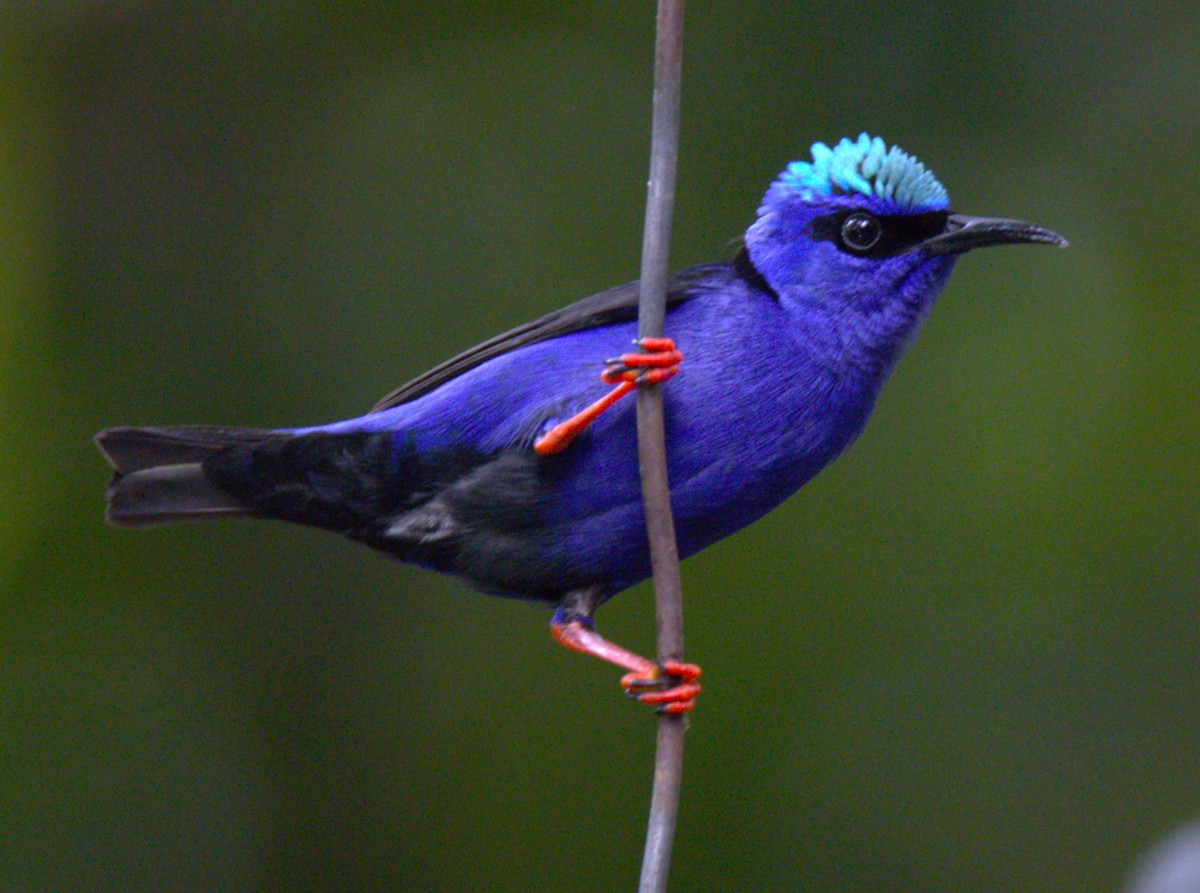 Red-legged Honeycreeper - ML639557824
