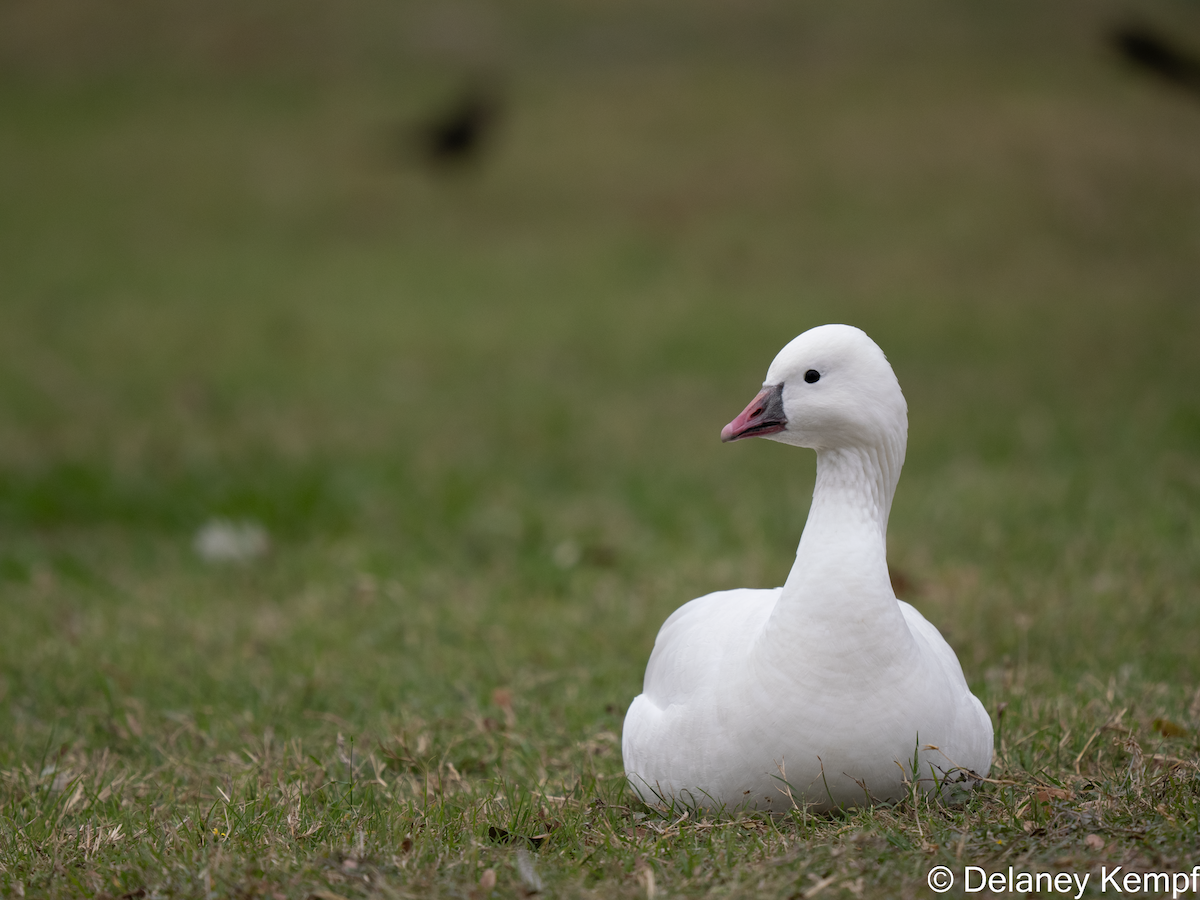 Ross's Goose - ML639557930