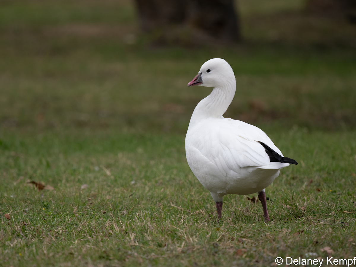 Ross's Goose - ML639557931