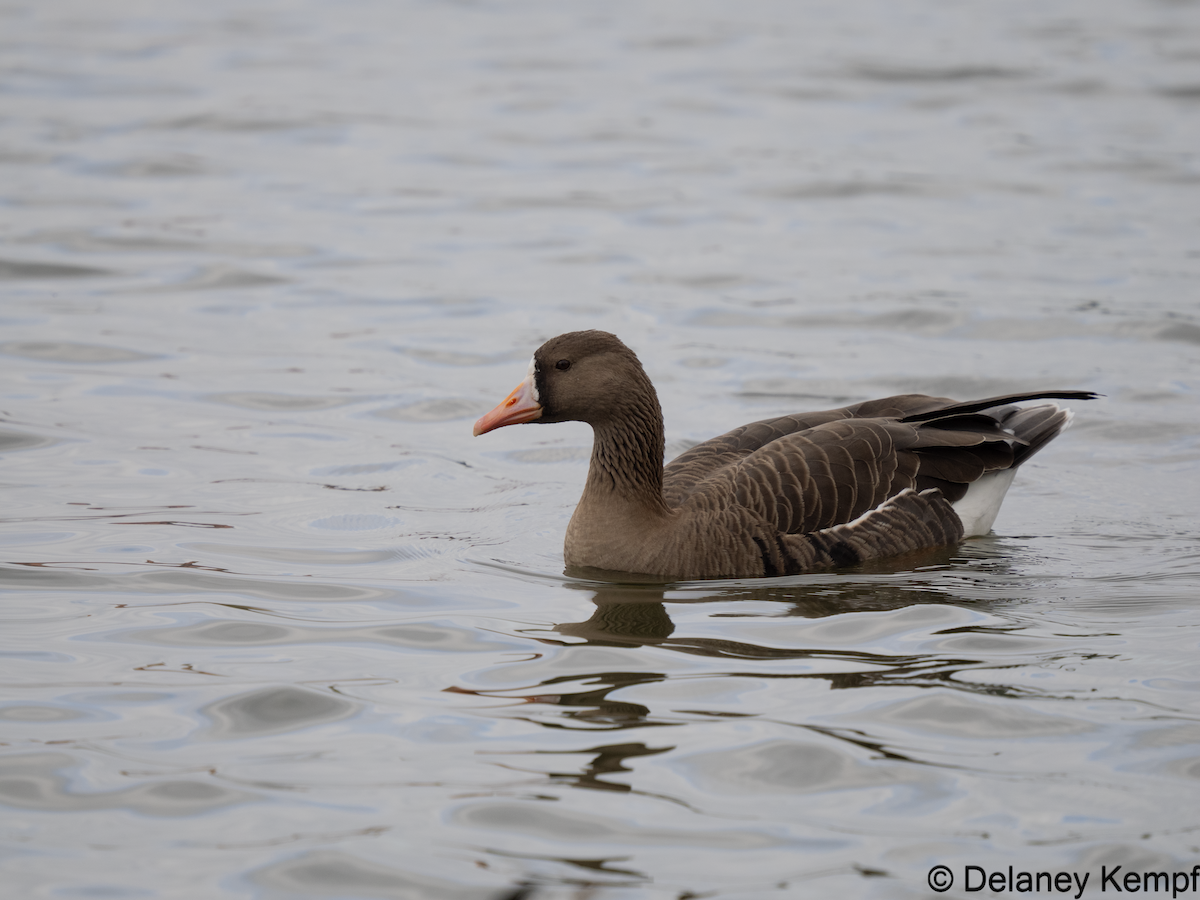 Greater White-fronted Goose - ML639557939