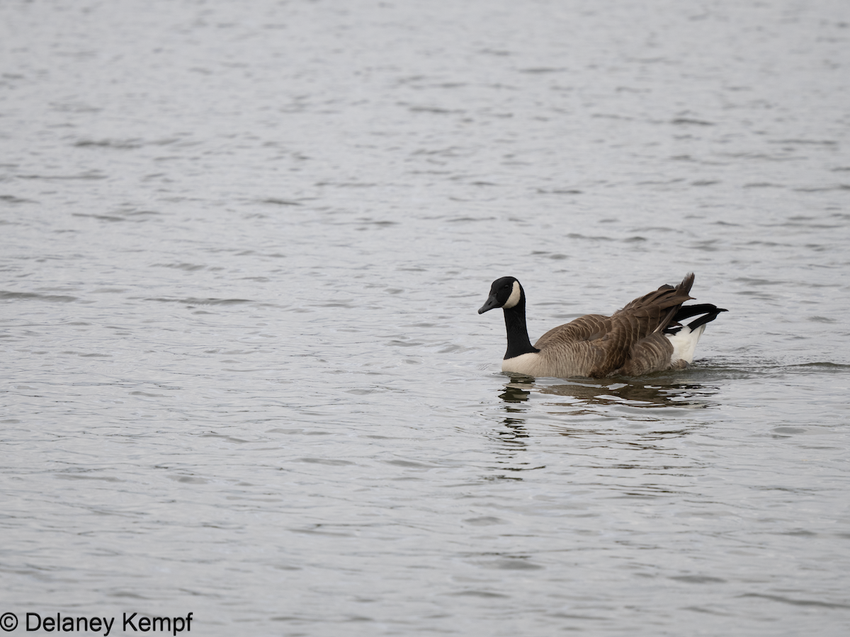 Canada Goose - ML639557958