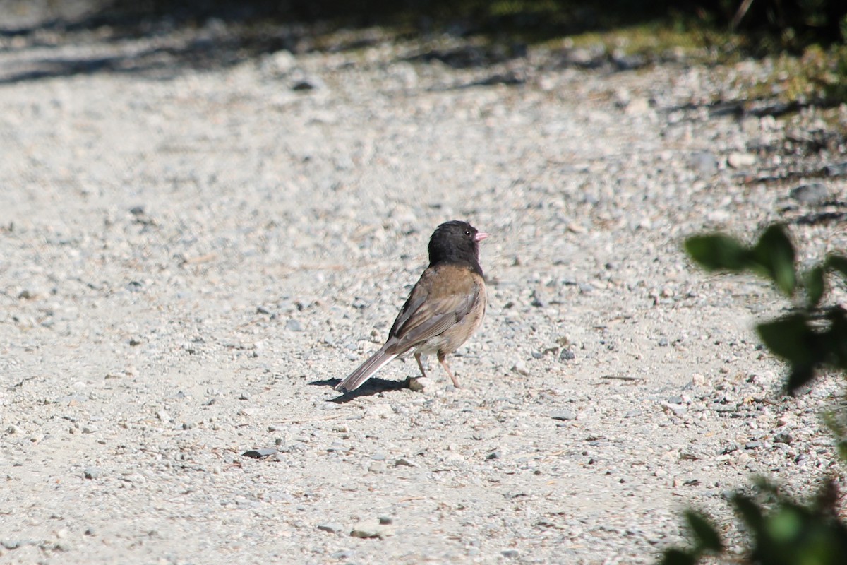 vinterjunko (oreganus gr.) - ML639557975
