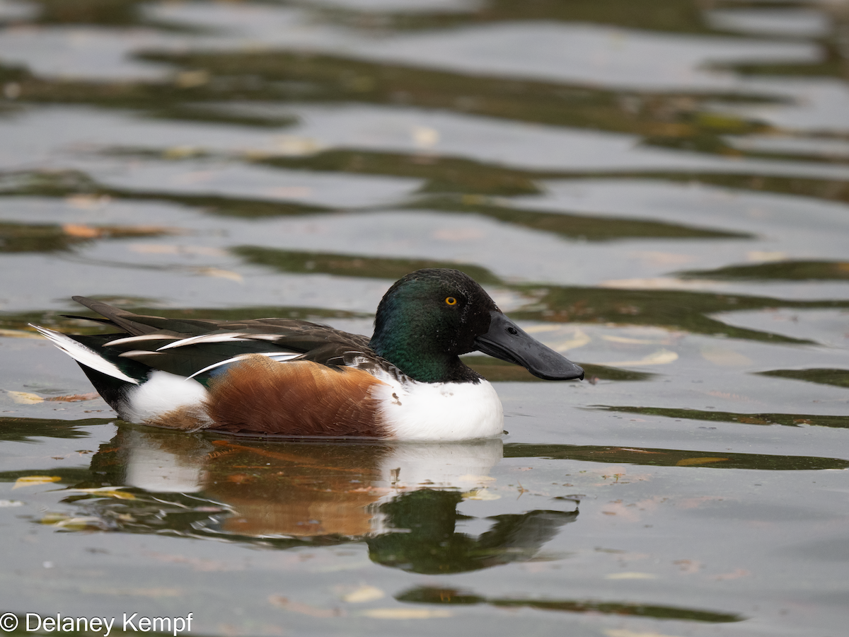 Northern Shoveler - ML639558067