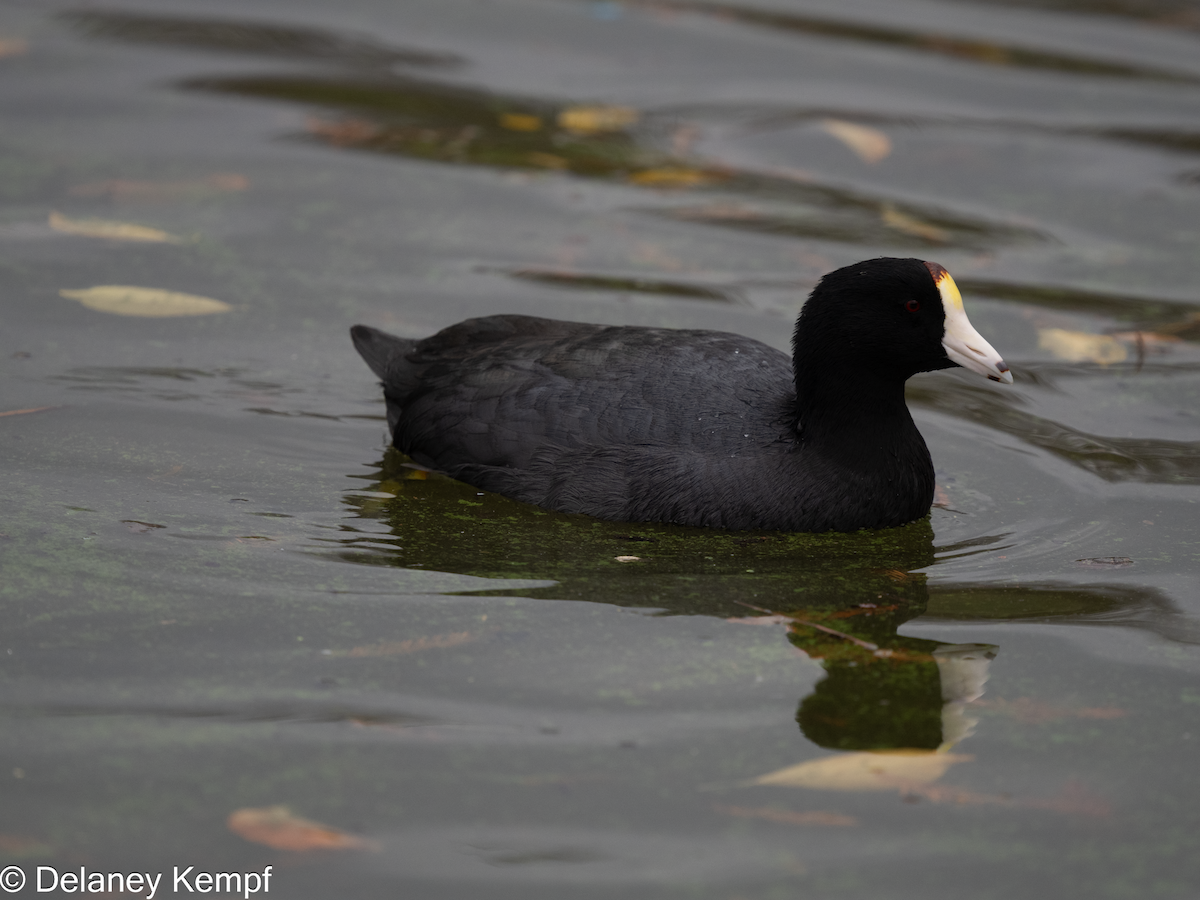 American Coot (Red-shielded) - ML639558079
