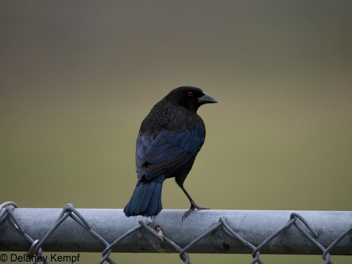 Bronzed Cowbird - ML639558089