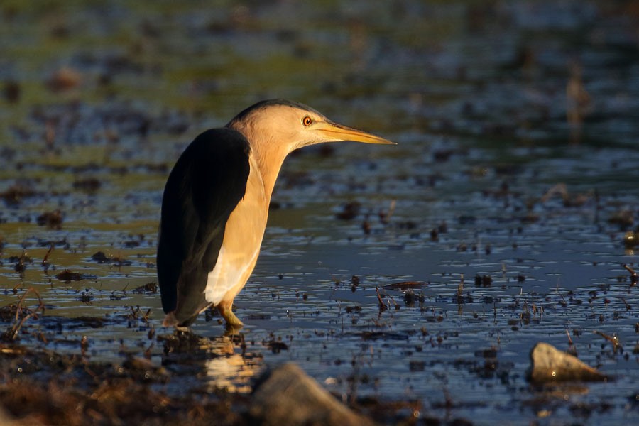 bukáček malý - ML639558113