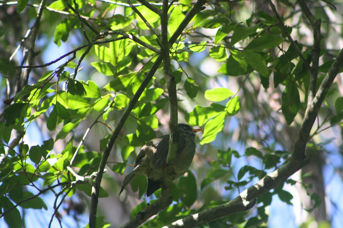 Reunion Bulbul - ML639558119