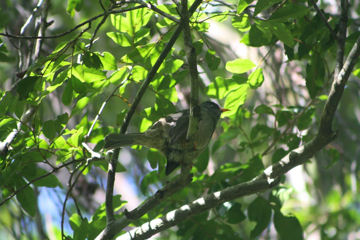 Reunion Bulbul - ML639558120