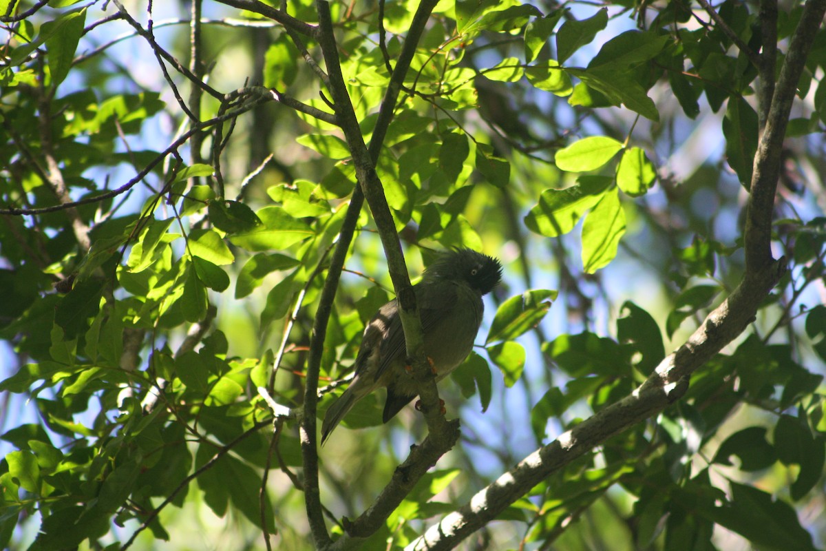 Reunion Bulbul - ML639558121