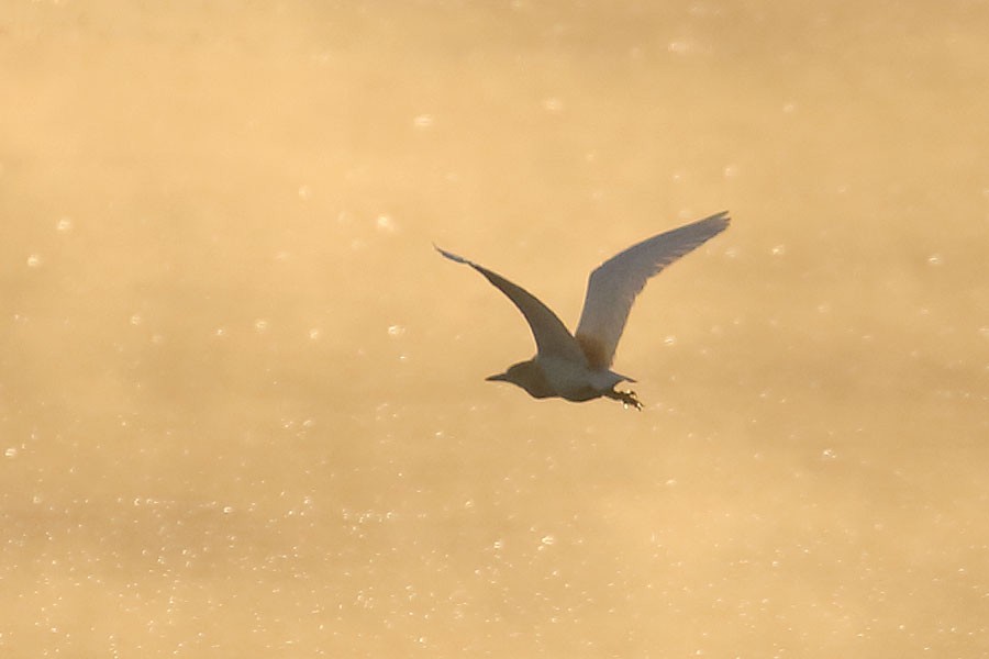 volavka vlasatá - ML639558127