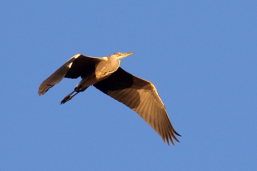 volavka popelavá - ML639558135