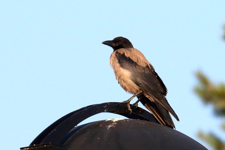 vrána šedá - ML639558156