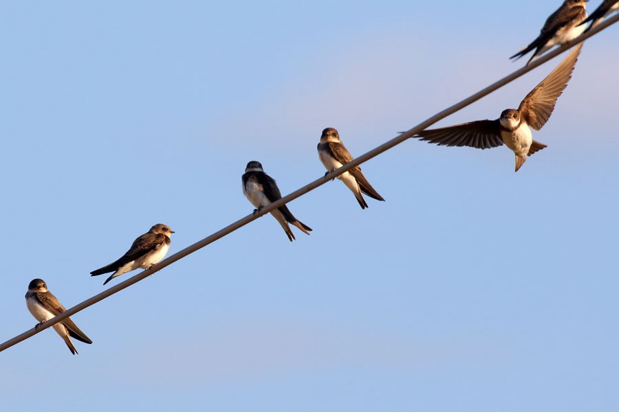 břehule říční - ML639558162