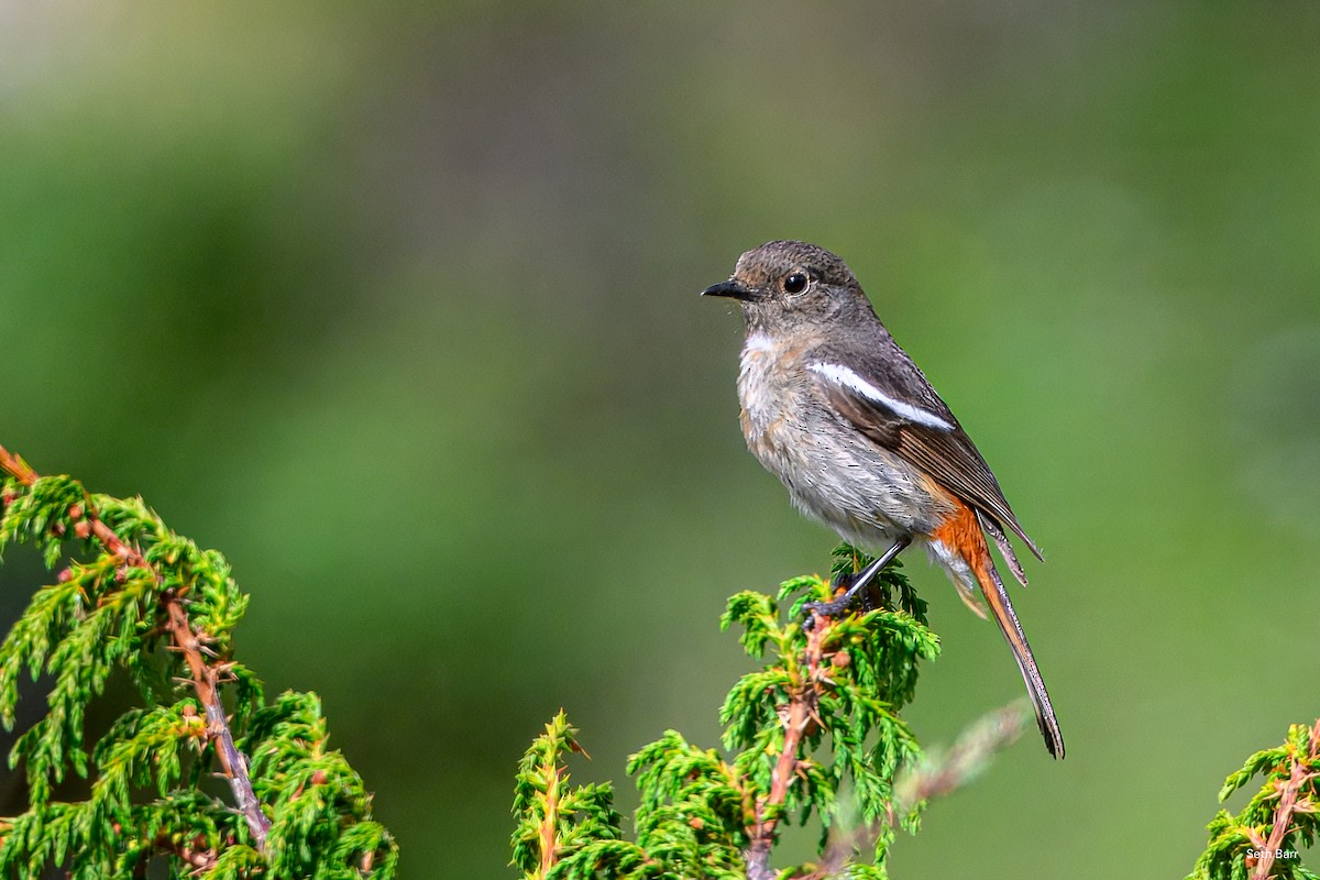 White-throated Redstart - ML639558172