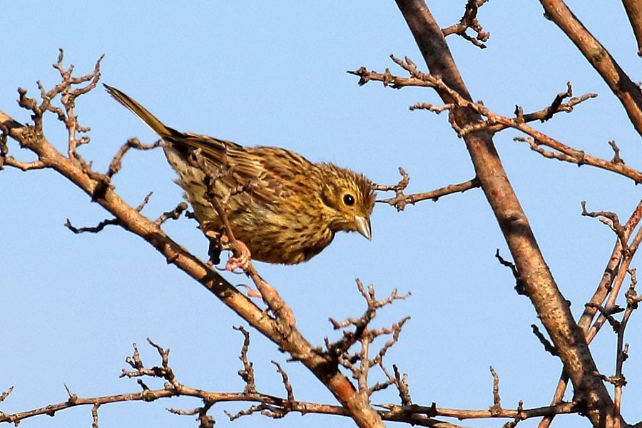 strnad cvrčivý - ML639558173