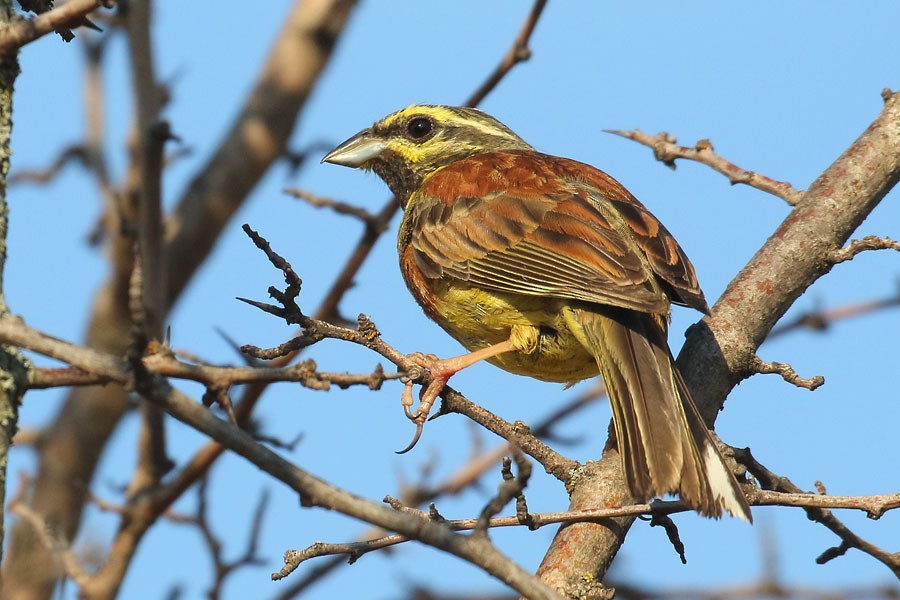 strnad cvrčivý - ML639558174