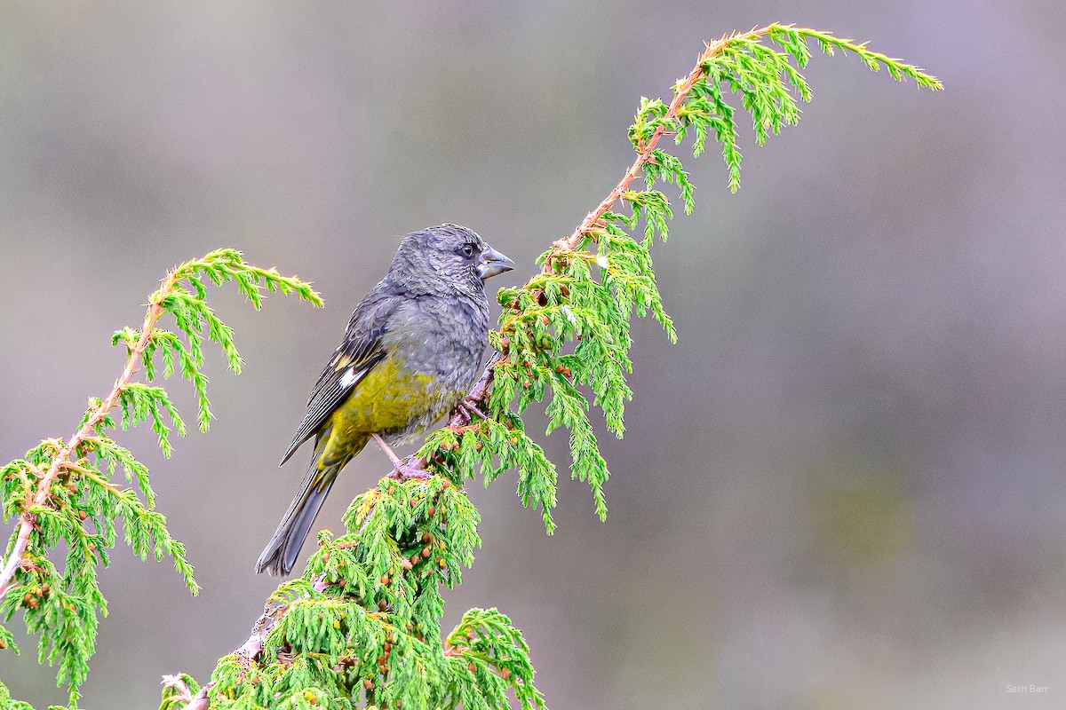 White-winged Grosbeak - ML639558184