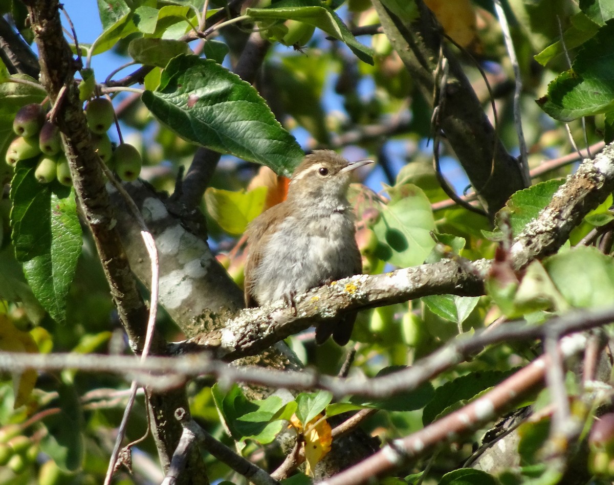 Bewick's Wren - ML639558206