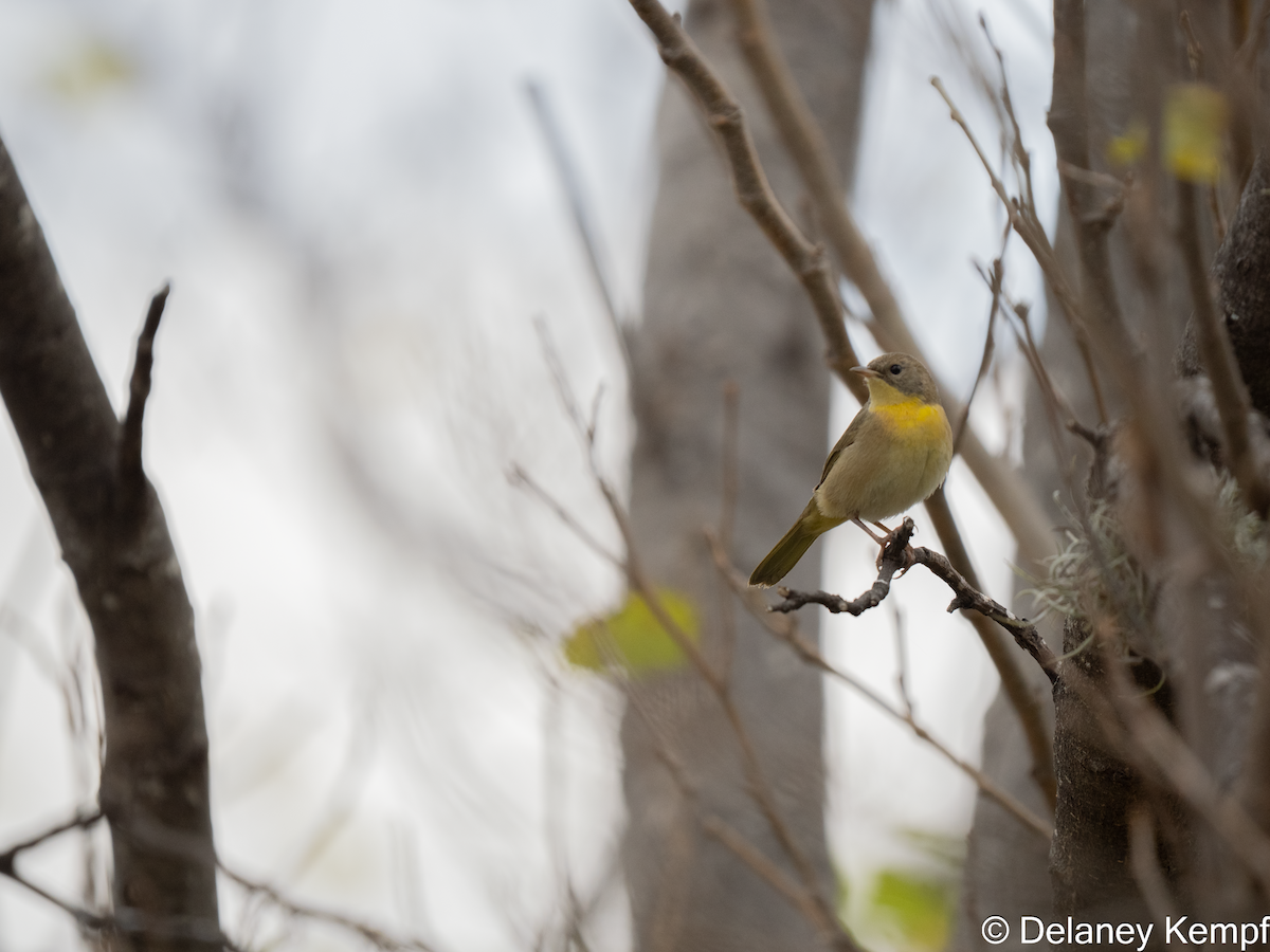 Common Yellowthroat - ML639558207