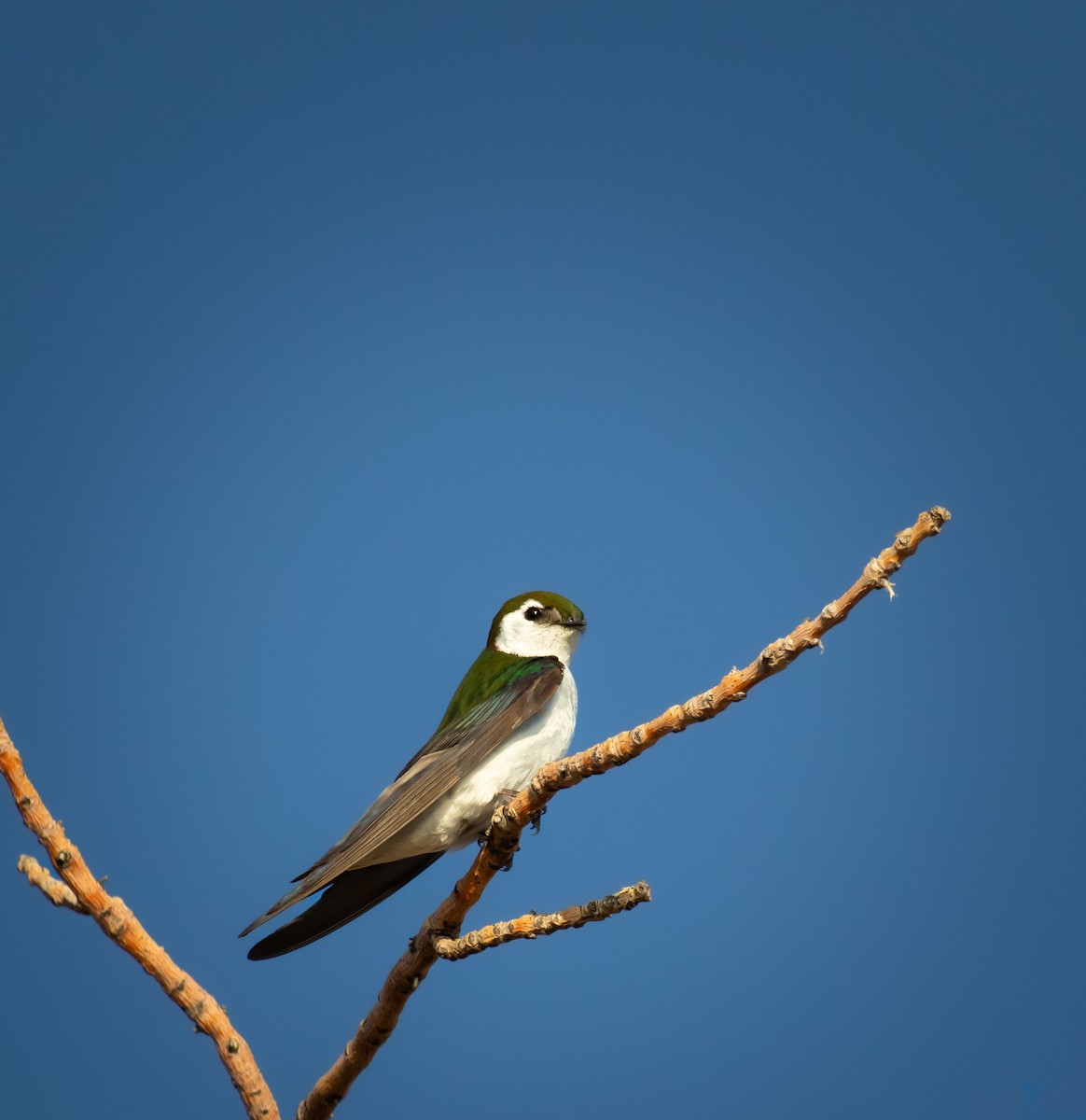 Violet-green Swallow - ML639558224