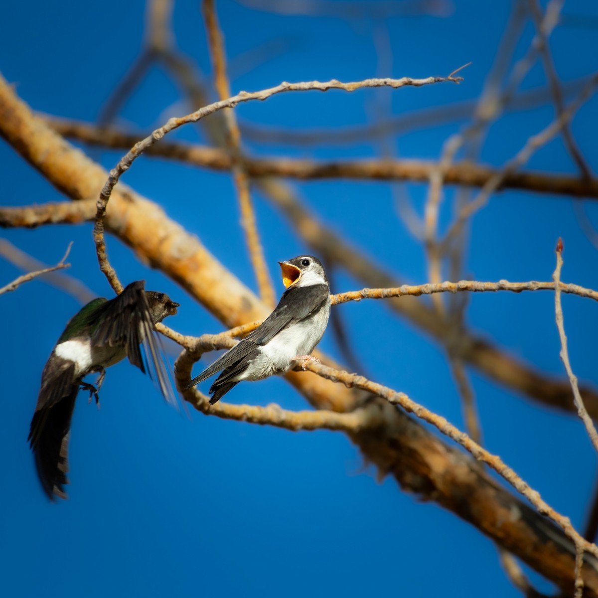 Violet-green Swallow - ML639558225