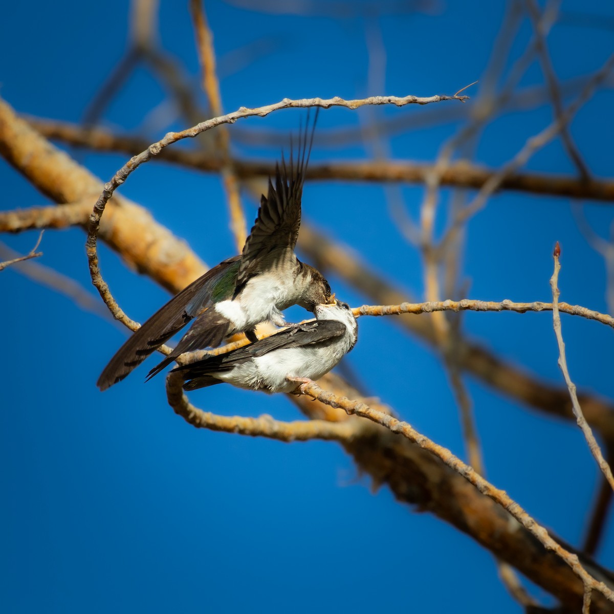 Violet-green Swallow - ML639558226