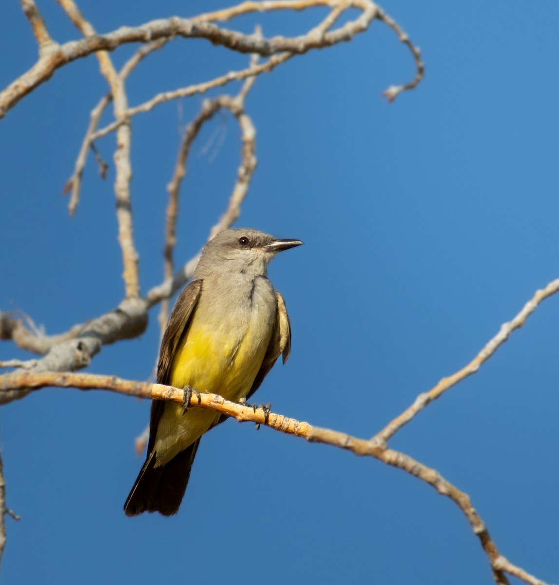 Western Kingbird - ML639558282