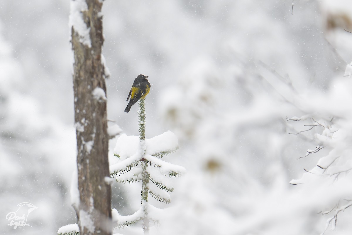 White-winged Grosbeak - ML639558327