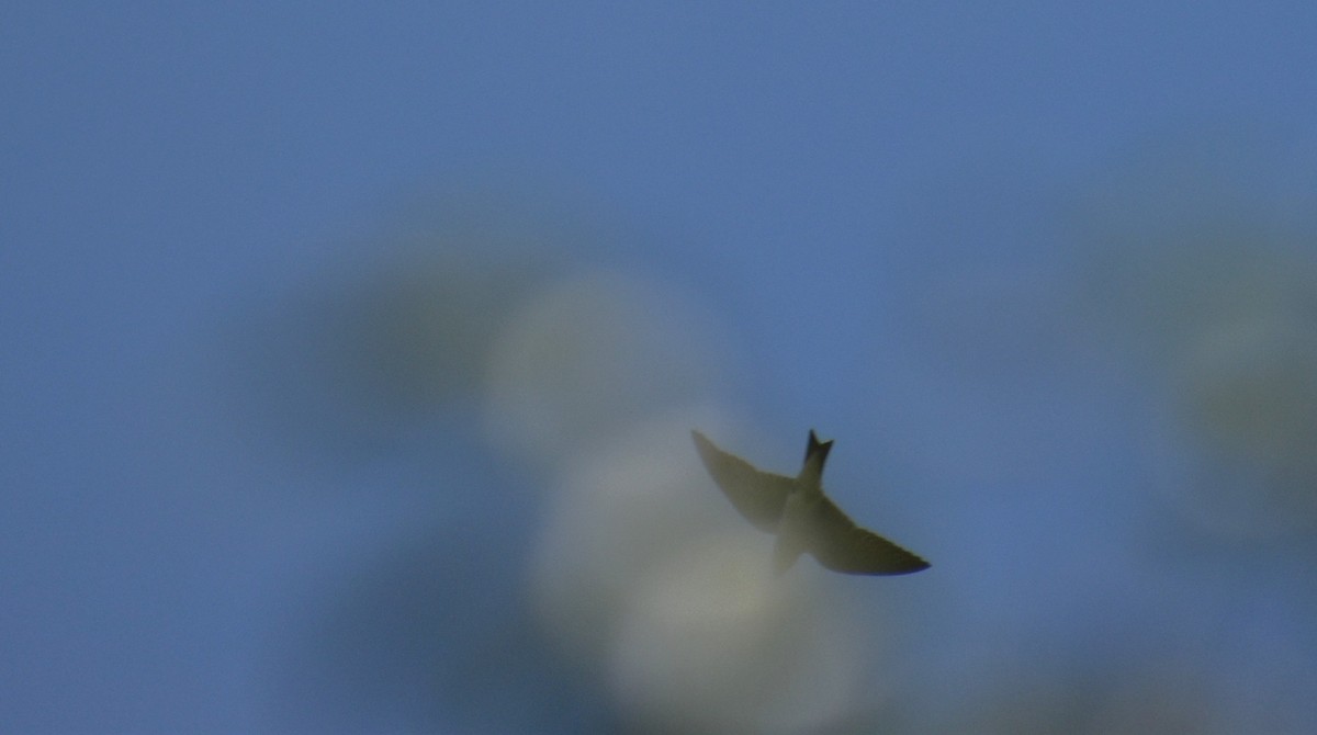 Purple Martin - ML639558398