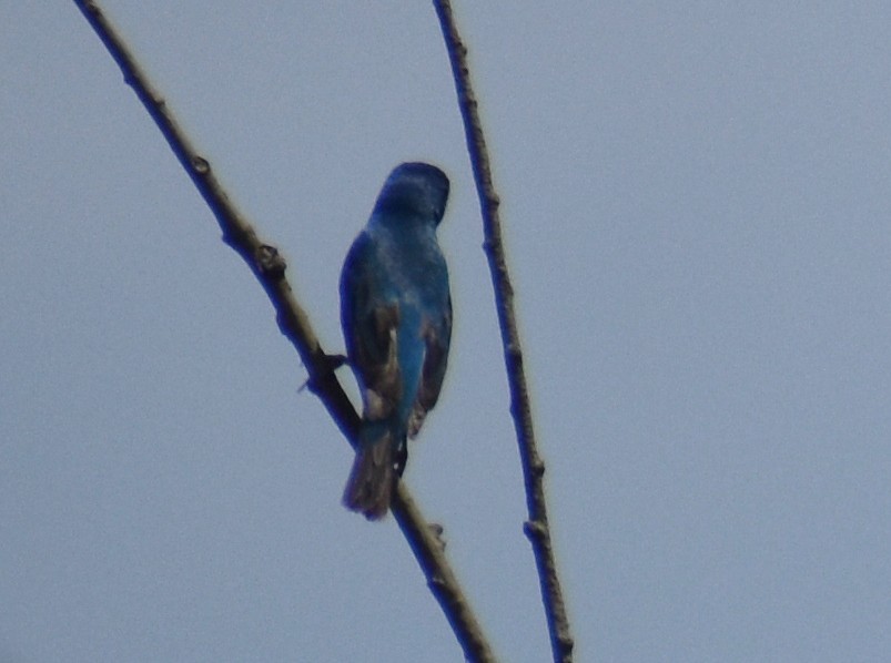 Indigo Bunting - ML639558411
