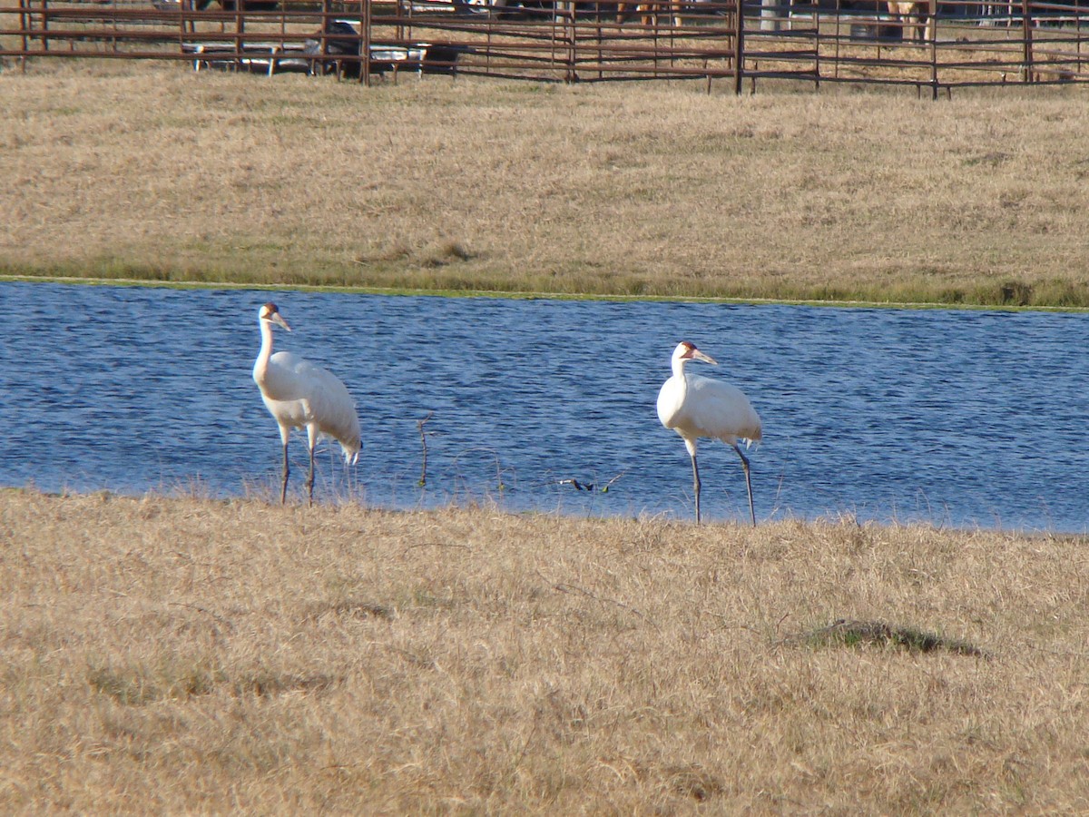 Whooping Crane - ML639558517
