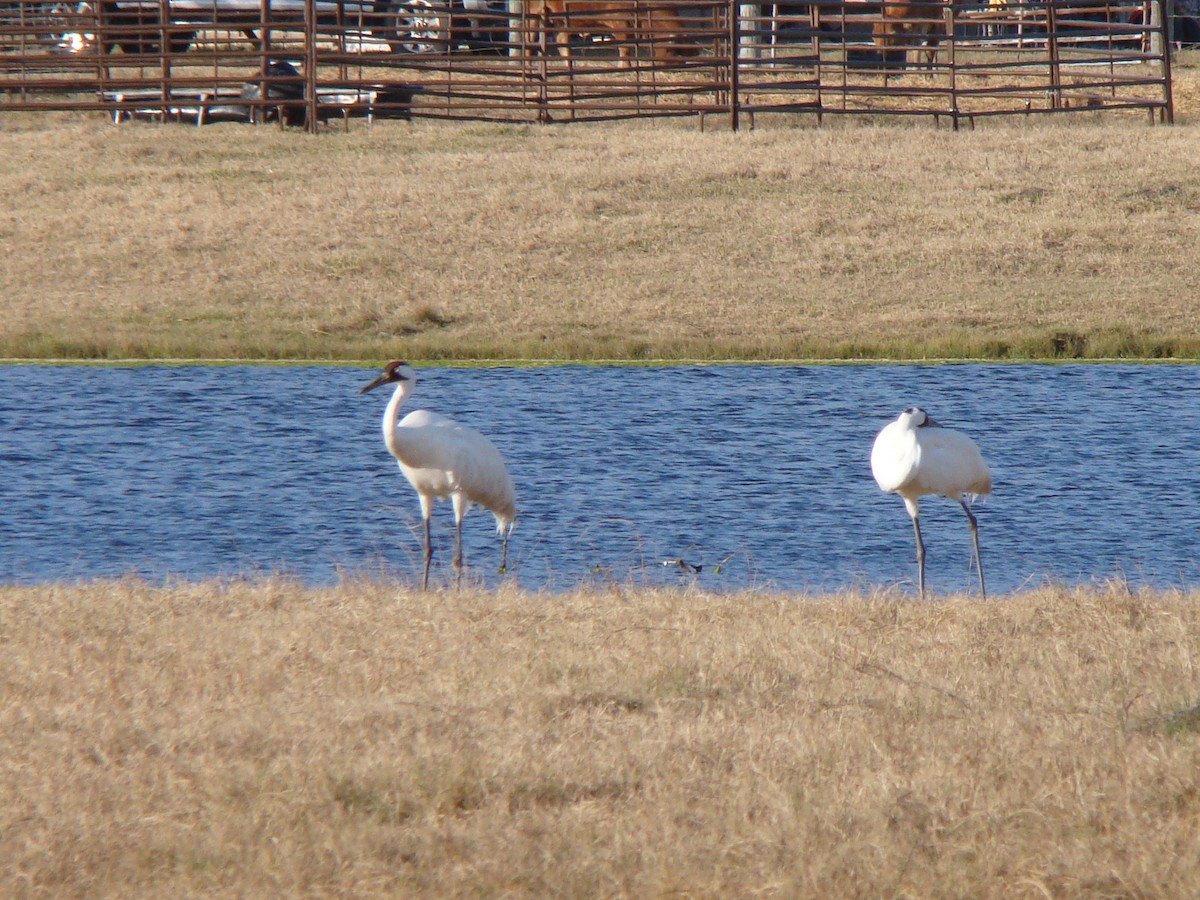 Whooping Crane - ML639558530