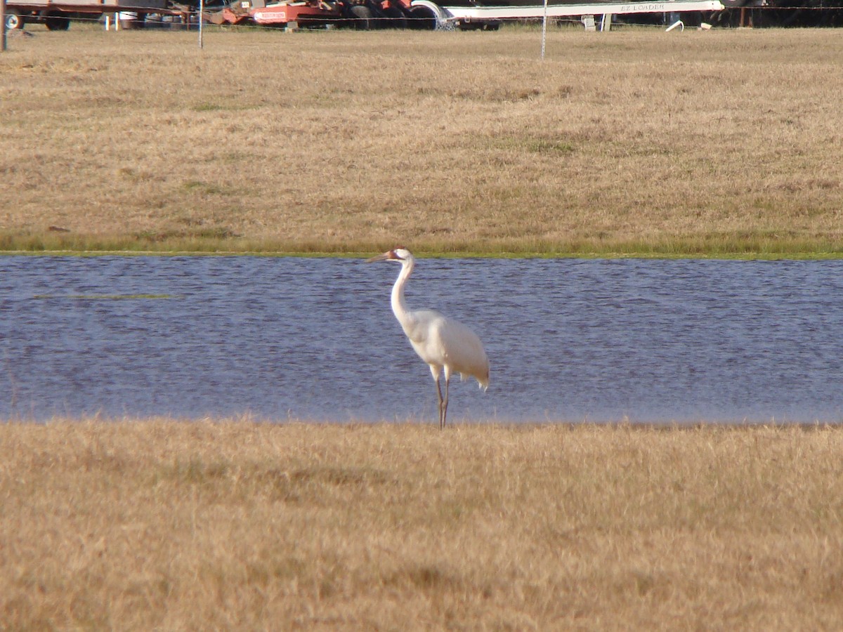 Whooping Crane - ML639558536