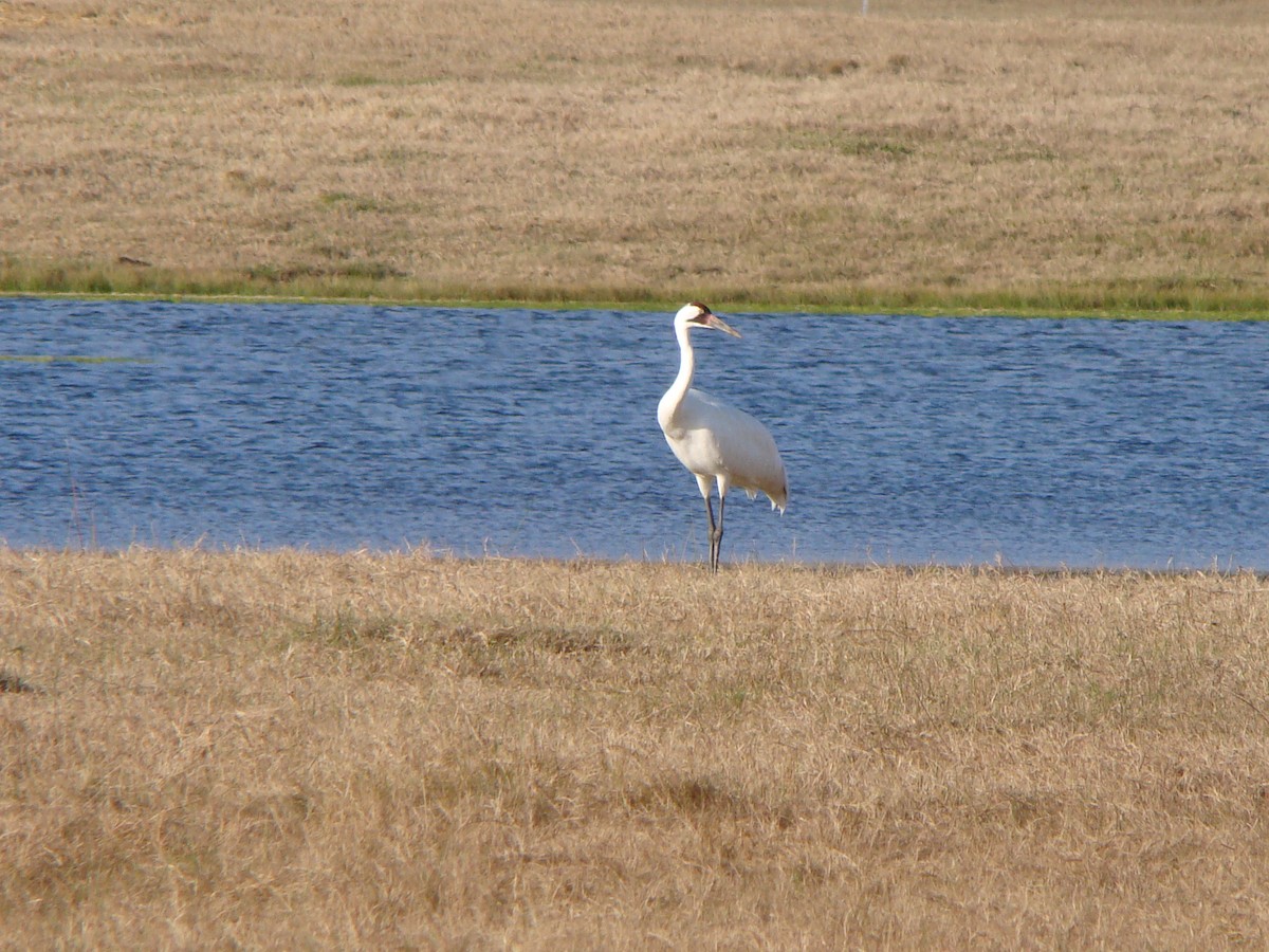 Whooping Crane - ML639558539