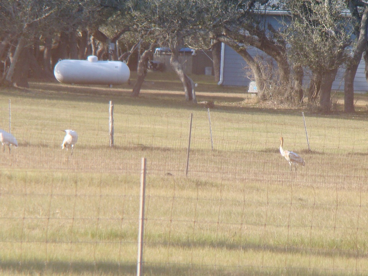 Whooping Crane - ML639558547