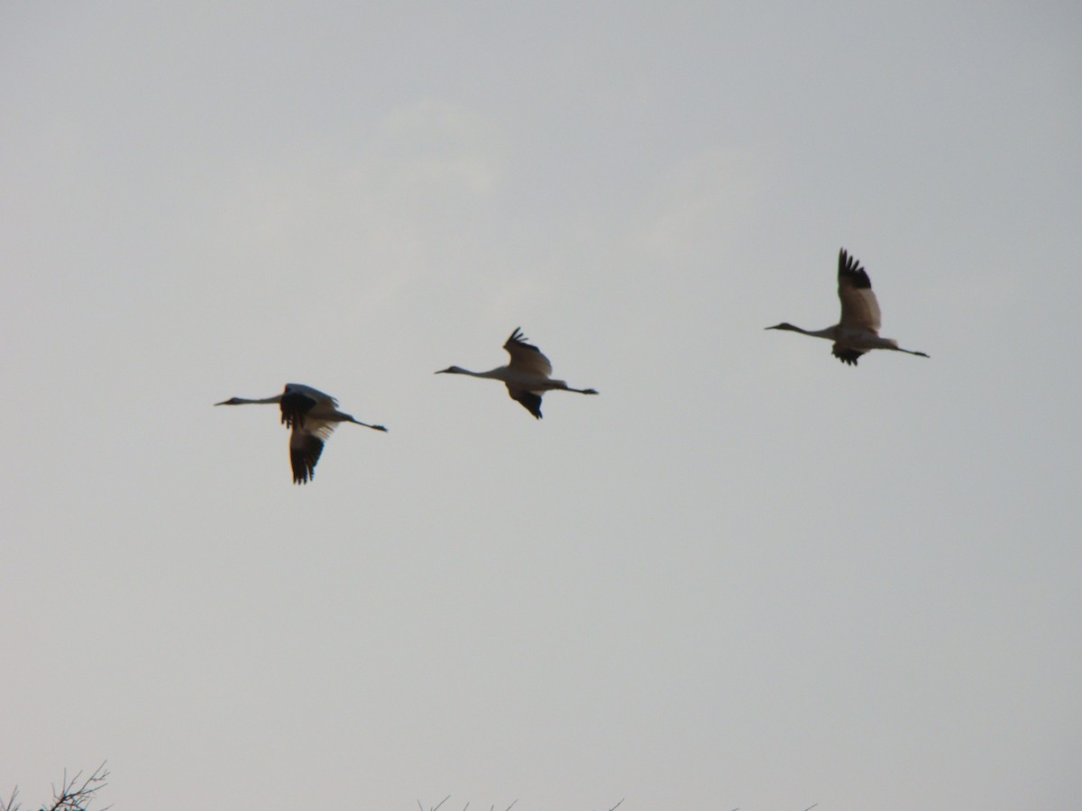 Whooping Crane - ML639558550