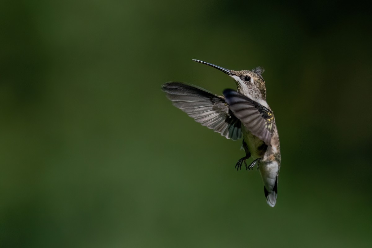 Ruby-throated Hummingbird - ML639558594