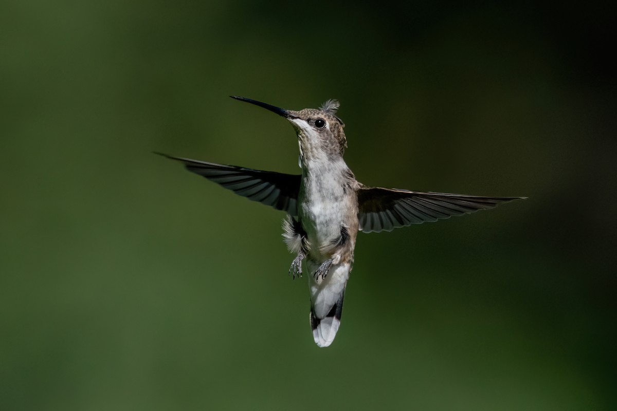 Ruby-throated Hummingbird - ML639558595
